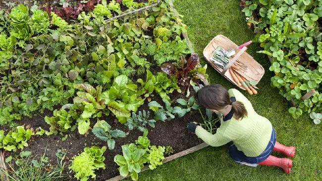 Berkebun di Halaman atau Balkon